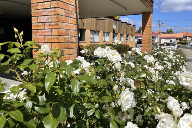 Roses at entrance to Freeman Court on Roche Street