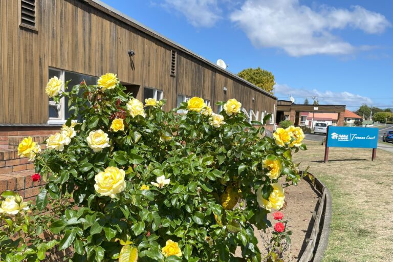 Yellow roses outside Freeman Court on Roche Street, Te Awamutu